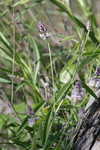 Sampson's snakeroot